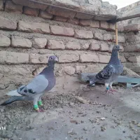 مجسمه|مجسمه، تندیس، ماکت|زابل, |دیوار