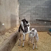 بزوبزغاله|حیوانات مزرعه|سمنان, |دیوار