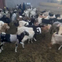 کره