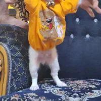 واگذاری فسقلی شیرین..