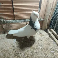 جوجه طوقی پرشی|پرنده|گرگان, |دیوار