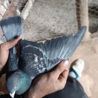 کبوتر پلاکی|پرنده|چگنی, |دیوار