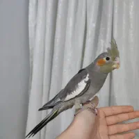 عروس هلندی|پرنده|شهر ری, منصوریه منگل|دیوار