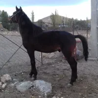 اسب نریان چهارساله یورقه رو وکورسی