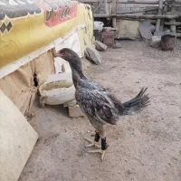 بوقلمون وجوجه لاری|حیوانات مزرعه|تربت‌حیدریه, کوی شهید احمدزاده ملکی|دیوار