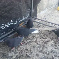 کفتر دم سفید|پرنده|شاهین‌شهر, شهرک گلدیس|دیوار