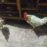 یک جفت مرغ وخروس