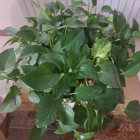 گل طبیعی پتوس|گل و گیاه طبیعی|کرج, عظیمیه|دیوار