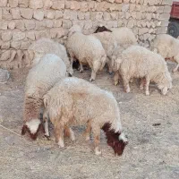 فروش   هشت عدد بره نر|حیوانات مزرعه|ایوان, |دیوار