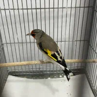 سره ۲رگ جفتی قناری قرص بخون