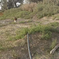 زمین کشاورزی باتمام امکانات