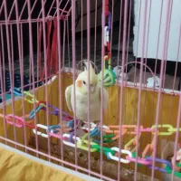 جوجه عروس هلندی ۱ ماهه|پرنده|اشتهارد, |دیوار