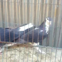 رنگه پرشی
