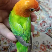 طوطی برزیلی نر|پرنده|ری, دولت‌آباد|دیوار