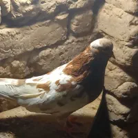 کبوتر پرشی|پرنده|اردکان, |دیوار