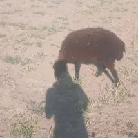 بره ماده اصیل شیر مست