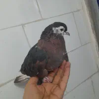 سرورماده|پرنده|مسجد سلیمان, |دیوار