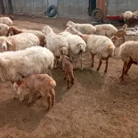 گوسفند بره دار