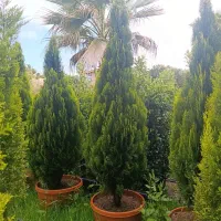 کامیس نوکدار ارتفاع بلند