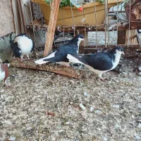 4عددسیاه پوش