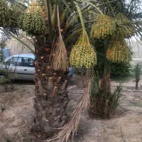 زمین تجاری کارگاهی اصلی تنگک سوم|فروش زمین و ملک کلنگی|بوشهر, |دیوار