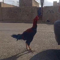 لاری اصیل|حیوانات مزرعه|اردبیل, |دیوار