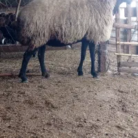 گوسفند شال داشتی کشتاری|حیوانات مزرعه|سنگدوین, |دیوار