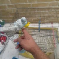 مرغ عشق|پرنده|یزد, |دیوار