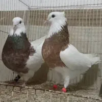 کبوتر طوقی اصیل