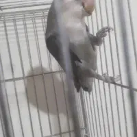 کوتوله ماده کار|پرنده|شهرکرد, |دیوار