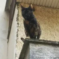 دنبال خانواده مهربون برای واگذاری|گربه|رشت, حمیدیان|دیوار