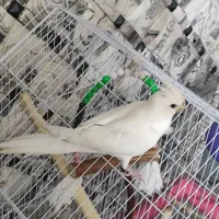 یک عدد عروس هلندی آلبینو ماده مست