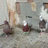 سه تا کبوتر خوب خوش قیمت