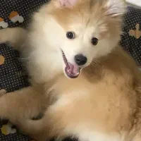 سگ پامر روباهی