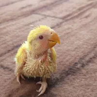 جوجه صورت هلویی