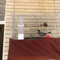 پرنده خوش صدا
