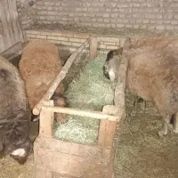 3راس بره نر 50الی60کیلویی