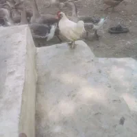 گله قوغاز سفید وخاکستری