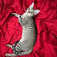 واگذاری گربه ماده دی اس اچ