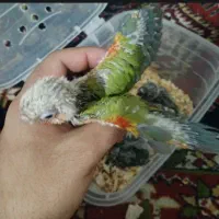 گرینچیک رد اکستریم  خاص