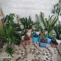 گل برگ انجیری، پتوس، سانسوریا|گل و گیاه طبیعی|رشت, جماران|دیوار