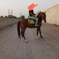 اسب کرد عرب|اسب و تجهیزات اسب‌سواری|چهارباغ, |دیوار