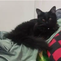 گربه گمشده سیاه رنگ|حیوانات|اسلامشهر, شهرک واوان|دیوار