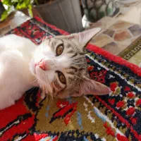 بچه گربه ملوس|گربه|بندر انزلی, لیچارگی حسن رود|دیوار