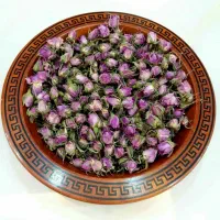 غنچه گل محمدی تازه