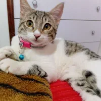 تافی بچه گربه خانم شیطون بلا