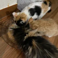 واگذاری سه تا بچه گربه