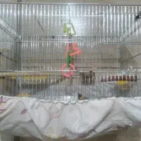 عروس هلندی