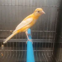 قناری مولد جوانه و جوجه فقط پیامک پاسخگو هستم