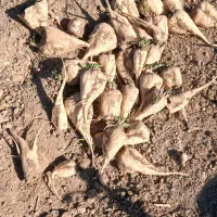 چغندر دامی تازه